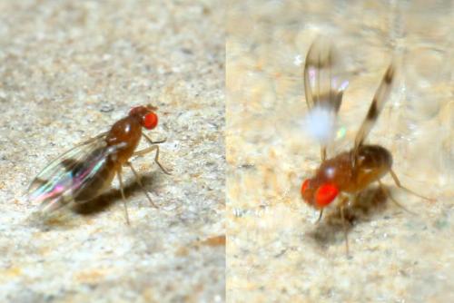 Geomyza sp.